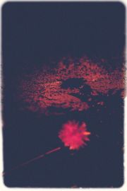 Red dandelion asleep [3106-ıı]