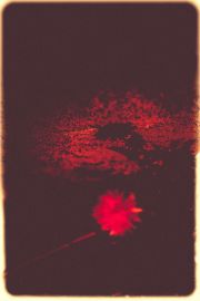 Red dandelion asleep [3106-ııı]