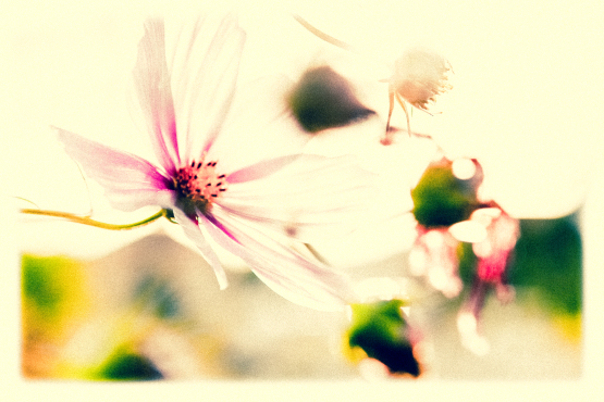 Summer breeze 3267 [v]