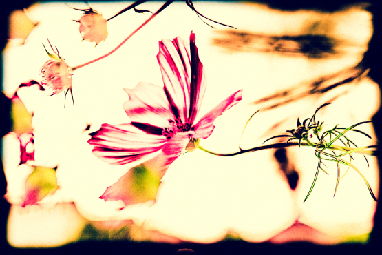 Summer breeze 3271 [ıı-tif]